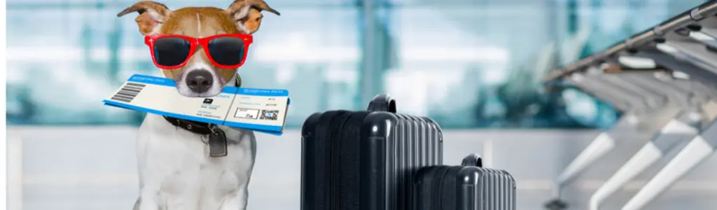 What You Can & Can’t Take in Carry-On Luggage (2025-2026 Update)